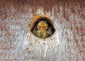European Blue Tit chick - Cyanistes caeruleus looking out of nest box.