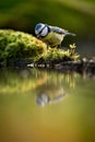 European Blue tit Cyanistes caeruleus drinking water Royalty Free Stock Photo