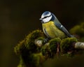 European Blue Tit, Cyanistes caeruleus Royalty Free Stock Photo