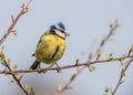 European Blue Tit - Cyanistes caeruleus perched on a twig with leaf buds. Royalty Free Stock Photo