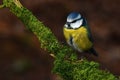 European Blue Tit, Cyanistes caeruleus Royalty Free Stock Photo