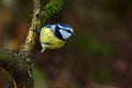 European Blue Tit, Cyanistes caeruleus Royalty Free Stock Photo