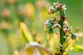 European blueberry in bloom. European blueberry flowers Vaccinium myrtillus is a species of shrub with edible fruit of blue color Royalty Free Stock Photo