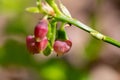 European blueberry (vaccinium myrtillus) flowers Royalty Free Stock Photo