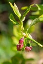 European blueberry (vaccinium myrtillus) flowers Royalty Free Stock Photo