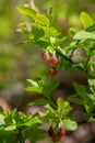 European blueberry (vaccinium myrtillus) flowers Royalty Free Stock Photo