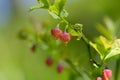 European blueberry (vaccinium myrtillus) flowers Royalty Free Stock Photo