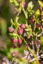 European blueberry (vaccinium myrtillus) flowers Royalty Free Stock Photo