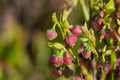 European blueberry (vaccinium myrtillus) flowers Royalty Free Stock Photo