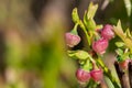 European blueberry (vaccinium myrtillus) flowers Royalty Free Stock Photo