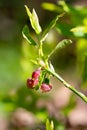 European blueberry (vaccinium myrtillus) flowers Royalty Free Stock Photo