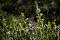 European blueberry wild plant with red immature berries Royalty Free Stock Photo