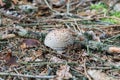 European blusher Amanita rubescens in a forest