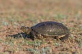 European bog turtle (emys orbicularis) Royalty Free Stock Photo