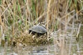 European bog turtle Emys orbicularis