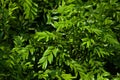 European boxwood (Buxus sempervirens)