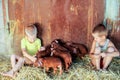 European boys play with Red pigs of Duroc breed. Newly born.