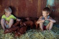 European boys play with Red pigs of Duroc breed. Newly born. Rural swine farm