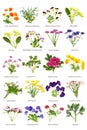 European and British Flower and Wildflower Collection Royalty Free Stock Photo