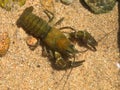 European broad-fingered Crayfish