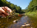 European broad-fingered Crayfish