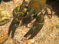 European broad-fingered Crayfish Royalty Free Stock Photo