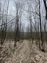 European Broadleaf Forest - Vernal vegetation - Spring - Understory