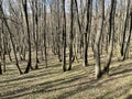 European Broadleaf Forest - Vernal vegetation - Spring - Understory