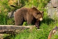 European brown bear