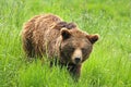 European Brown Bear