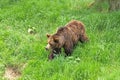 European Brown Bear