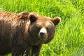 European Brown Bear