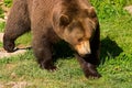 European brown bear clouse-up