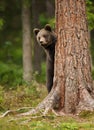 European brown bear cub hiding behind the tree Royalty Free Stock Photo