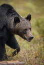 European brown bear in forest Royalty Free Stock Photo