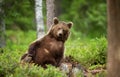 European brown bear leaning against the tree Royalty Free Stock Photo