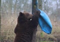 European Brown bear playing