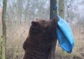 European Brown bear playing