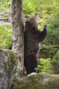 European brown bear (Ursus arctos),