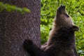 European brown bear (Ursus arctos),