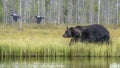 European Brown Bear Ursus arctos arctos in front of a lake with forest in the background. Wild Brown Bear, Kuhmo  Finland Scandi Royalty Free Stock Photo