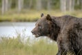 European Brown Bear Ursus arctos arctos in front of a lake with forest in the background. Wild Brown Bear, Kuhmo  Finland Scandi Royalty Free Stock Photo