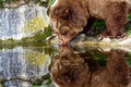 European brown bear Ursus arctos ist drinking at a little mirrored pond - EuropÃÂ¤ischer BraunbÃÂ¤r beim Trinken an einem spiegelnde Royalty Free Stock Photo