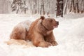 European Brown Bear in a winter forest Royalty Free Stock Photo