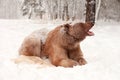 European Brown Bear in a winter forest Royalty Free Stock Photo
