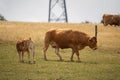 European brown cow with her small calf on the pasture Royalty Free Stock Photo