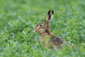 European brown hare on agricultural field Royalty Free Stock Photo