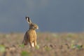 European brown hare on agricultural field Royalty Free Stock Photo