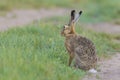 European brown hare on agricultural field Royalty Free Stock Photo