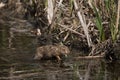 European Brown Hare, lepus europaeus, Leveret crossing Waterhole, Normandy